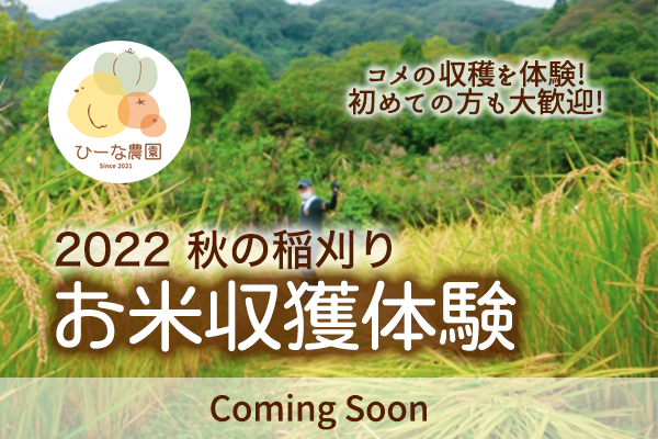 お米収穫体験
