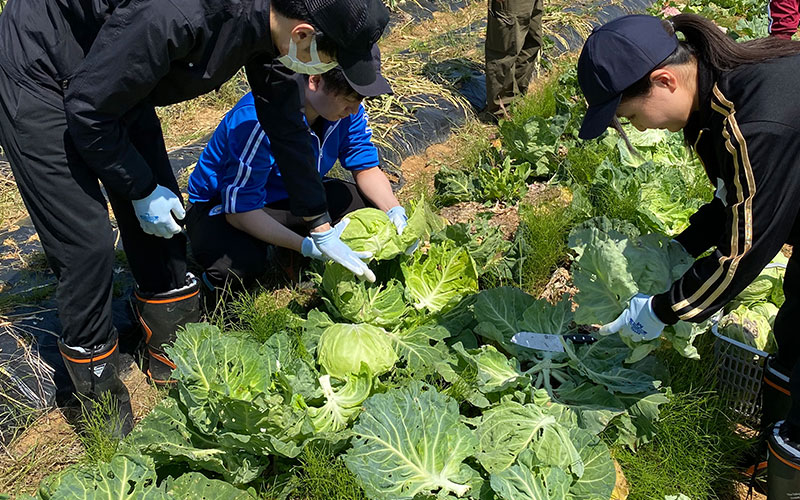 収穫体験ツアー|ひーな農園|福岡糸島の山奥で農業体験・人材研修・作物販売