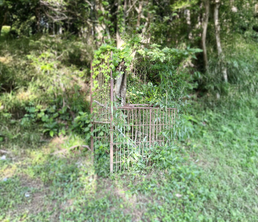 イノシシの罠