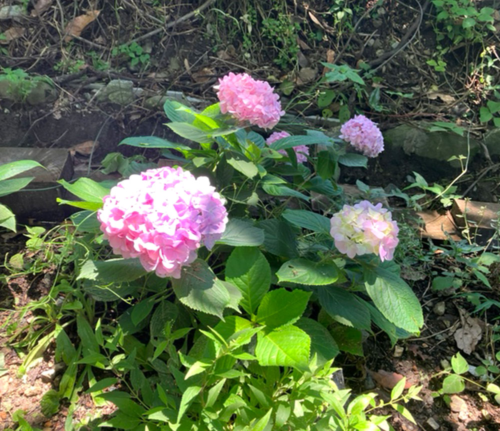 花