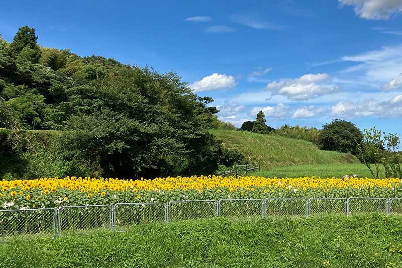 とわGardenのひまわり