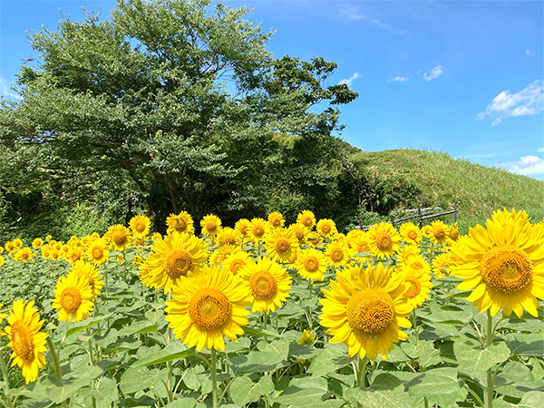 ひまわり