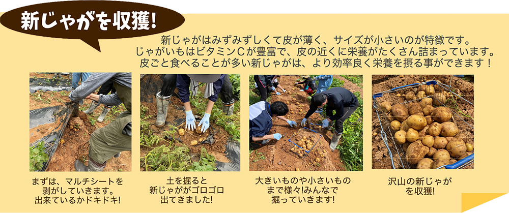 収穫の様子